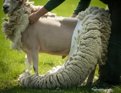 Illustration sheer - Image 1