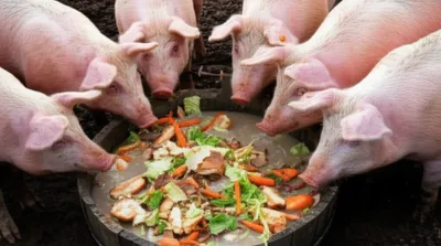 Illustration hogwash - Image 1