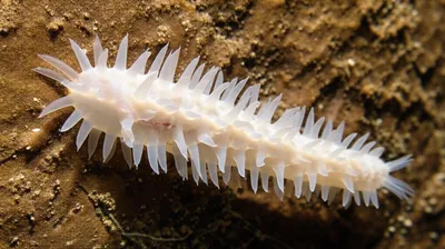 Illustration sucker - Image 1