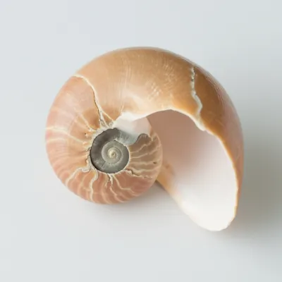 Illustration turbinate - Image 1