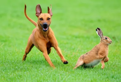 Illustration harrier - Image 1