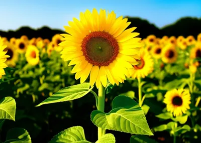 Illustration optimum - Image 1