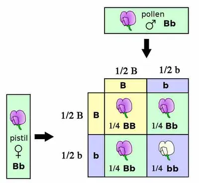 Illustration segregation - Image 2