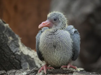 Illustration squealers - Image 1