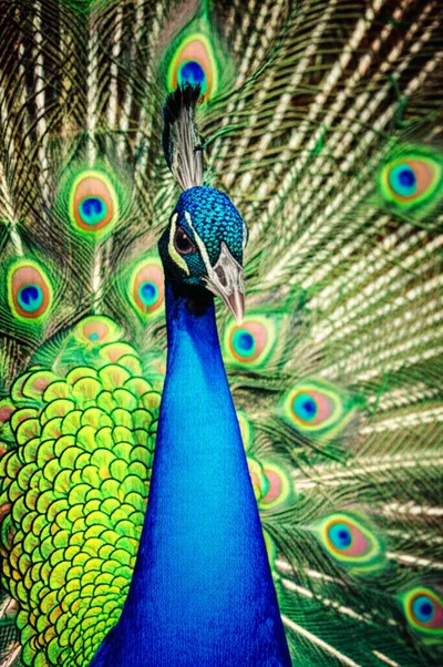 Illustration preening - Image 2