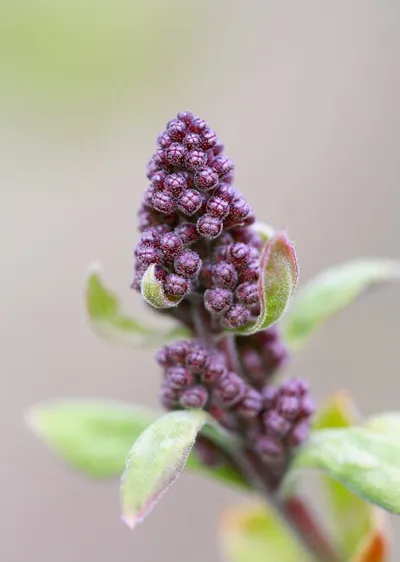 Illustration sumach - Image 2