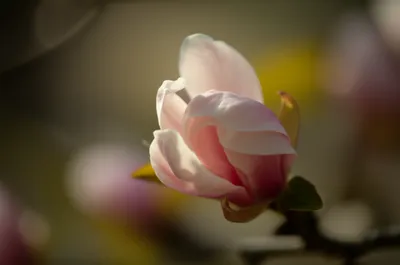 Illustration flares - Image 1