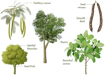 Illustration acacia - Image 2