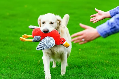 Illustration retrieved - Image 1