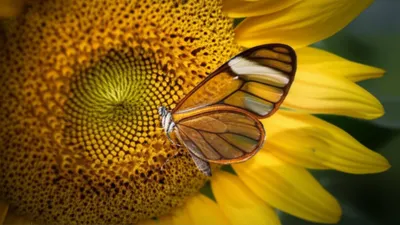 Illustration superimpose