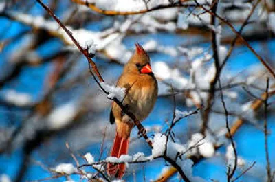 Illustration winter - Image 2