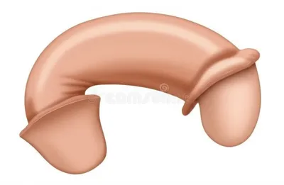 Illustration glans - Image 1