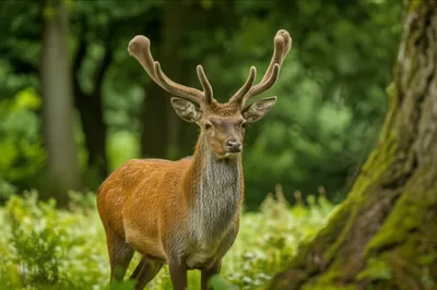 Illustration spades - Image 1