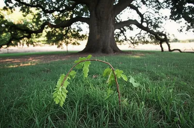 Illustration bowing - Image 1