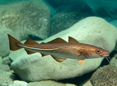 Illustration cusk - Image 1