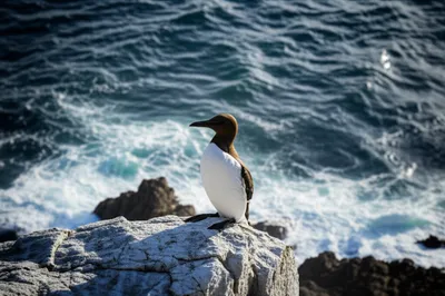 Illustration scout - Image 1