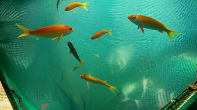 Illustration nets - Image 1