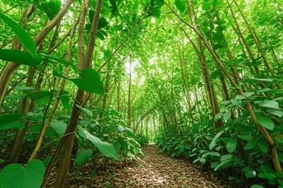 Illustration leafy - Image 1