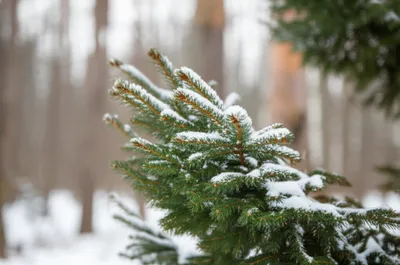 Illustration evergreens - Image 1