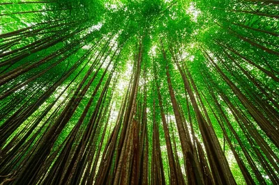 Illustration forests - Image 1