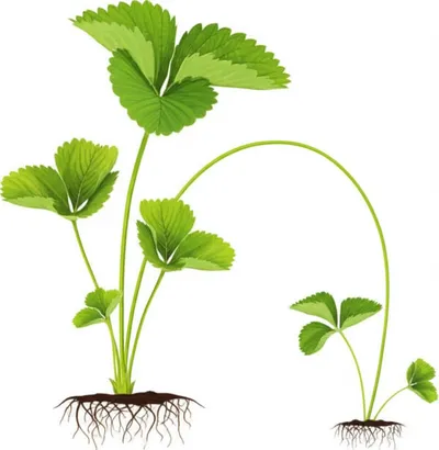 Illustration stoles - Image 1