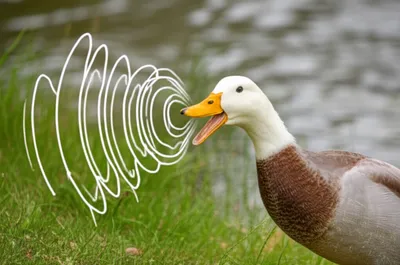 Illustration quacking - Image 1