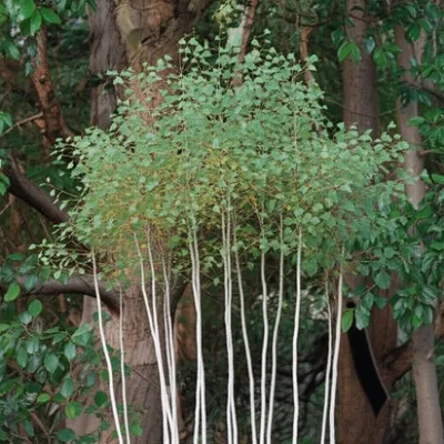 Illustration birch - Image 1