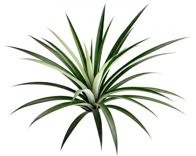 Illustration pineapple