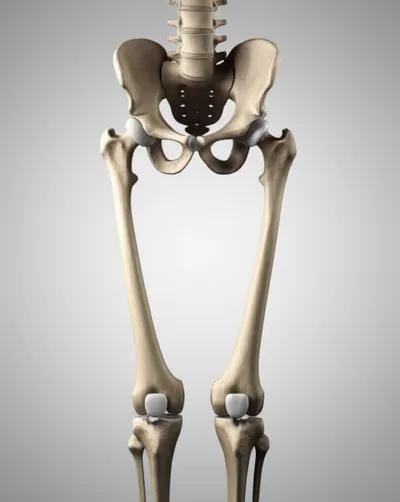 Illustration femur