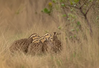 Illustration covey - Image 1