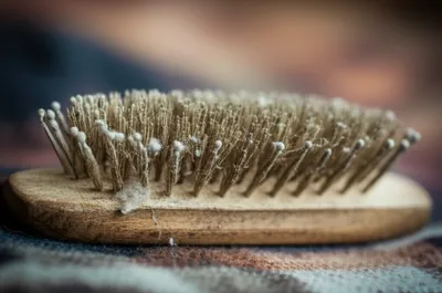 Illustration stripping - Image 1