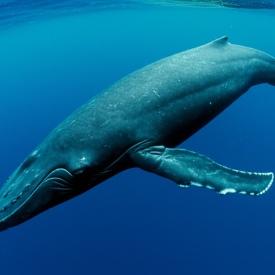 whale