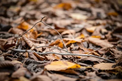 Illustration rices - Image 1