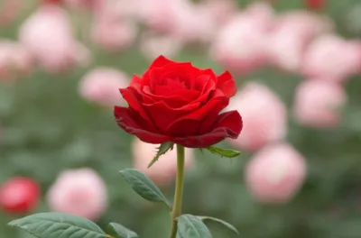 Illustration specially - Image 1