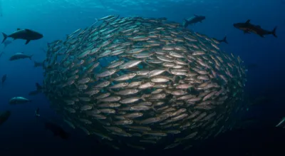 Illustration bunker - Image 1