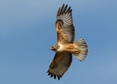 Illustration principals - Image 1