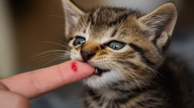 Illustration nips - Image 1