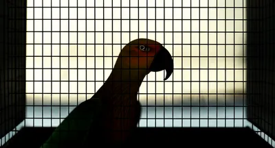 Illustration captive - Image 1