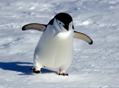 Illustration waddling - Image 1