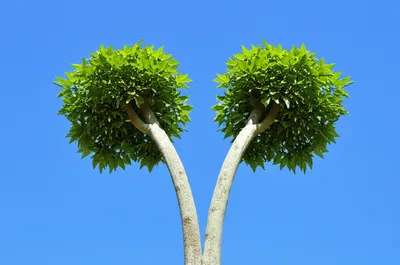 Illustration bifurcations - Image 1