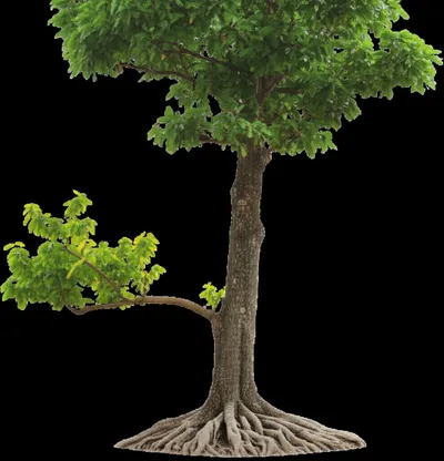 Illustration derivatives - Image 1