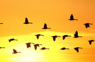 Illustration yang - Image 1