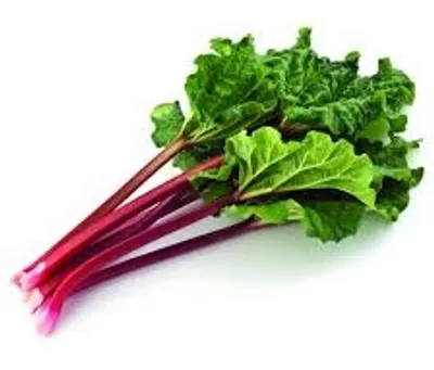 Illustration rhubarb - Image 2