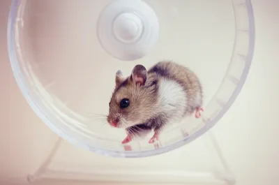 Illustration working - Image 1