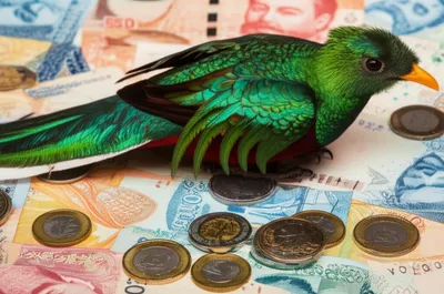 Illustration quetzal - Image 1