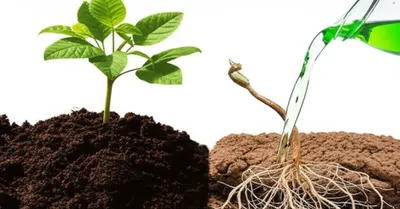 Illustration supplemented