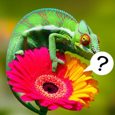 Illustration adjective