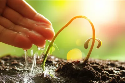 Illustration chastened