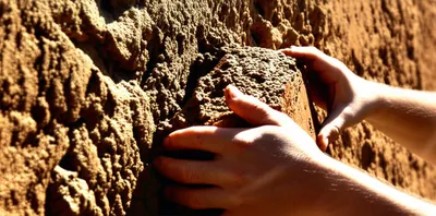 Illustration cobs - Image 1