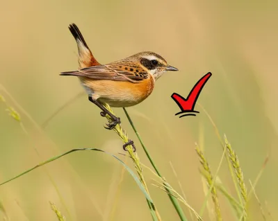 Illustration ticks - Image 1